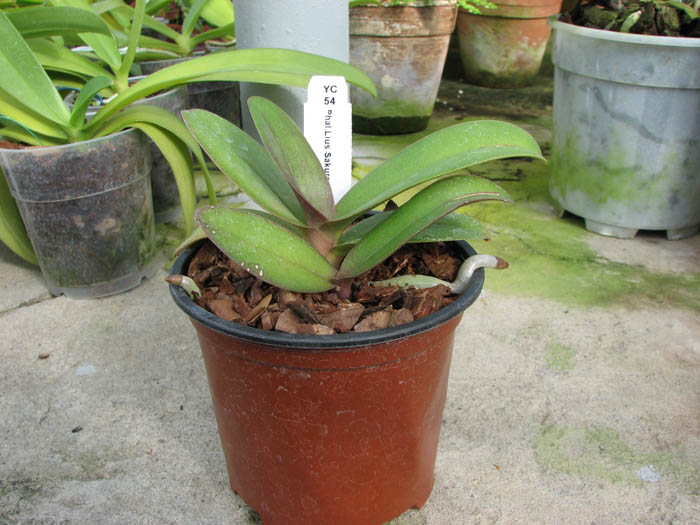 Doritaenopsis Lius Sakura.jpg