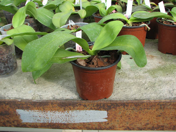 Phalaenopsis amboinensis 'Yung Ho' x Phalaenopsis venosa 'Dark Red'.jpg
