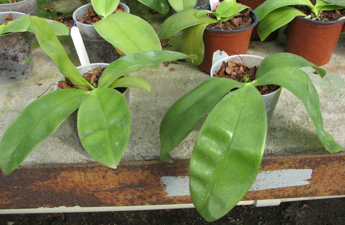 Phalaenopsis violacea 'Borneo'.jpg