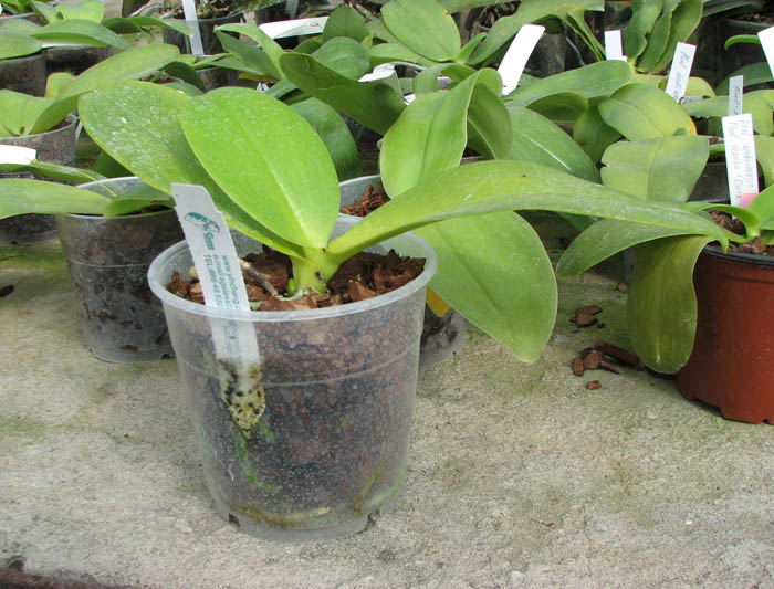 Phalaenopsis Tzu Chiang Chrisna (Phalaenopsis Timothy Christopher x Phalaenopsis Yungho Geld Canary).jpg