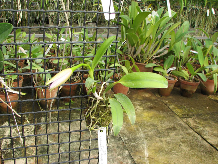 Laelia dayana coerulea 'Chojamaru' x SELF.jpg