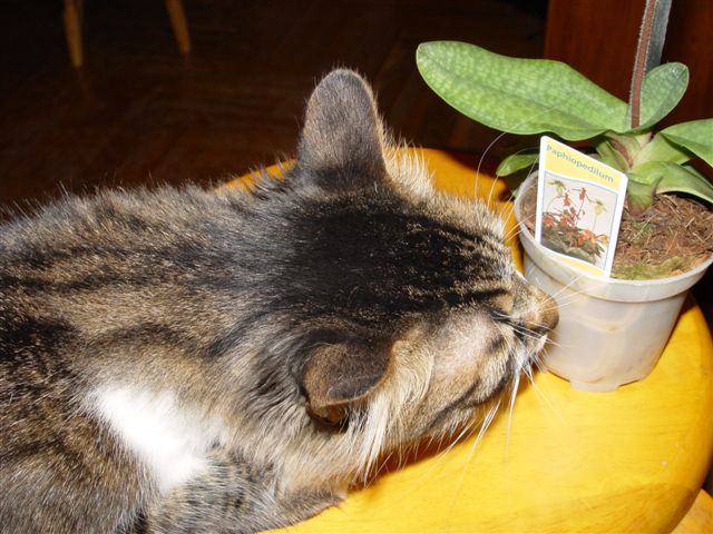 Новая &amp;quot;живность&amp;quot; в доме - интересно, что о ней написали? Корешки здоровенькие...