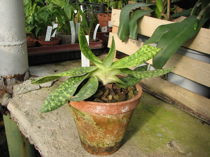 Paphiopedilum delenatii alba.jpg