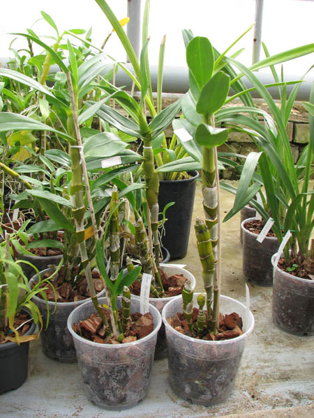 Dendrobium Oriental Smile 'Fantasy'.jpg