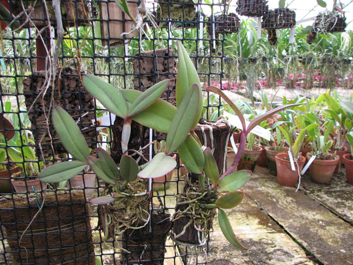 Cattleya schilleriana 'Sem ID'.jpg