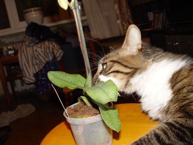 А с другой стороны? Сам кустик вроде ниччё...