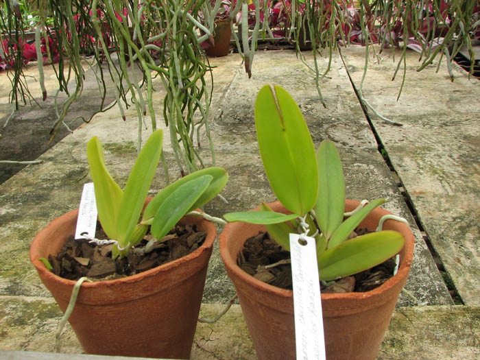 Cattleya warneri coerulea 'Carolina' x Cattleya warneri coerulea 'Raasch'.jpg
