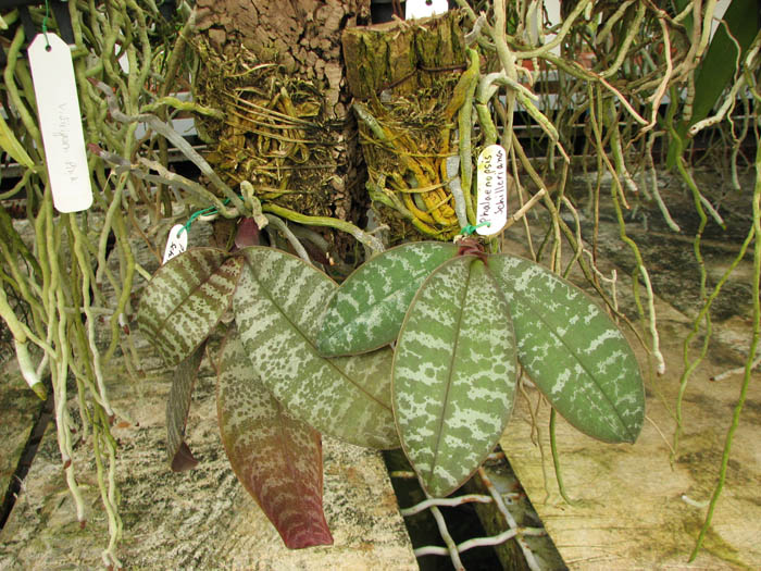 Phalaenopsis schilleriana.jpg