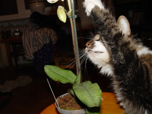 А это шо такое висит? Ой, ща по лапах получу... но не удержусь, шоб не пошшупать...