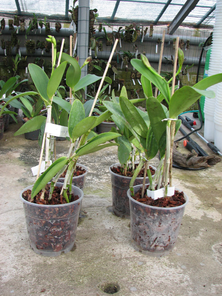 Cattleya Taiwan Green Emerald.jpg