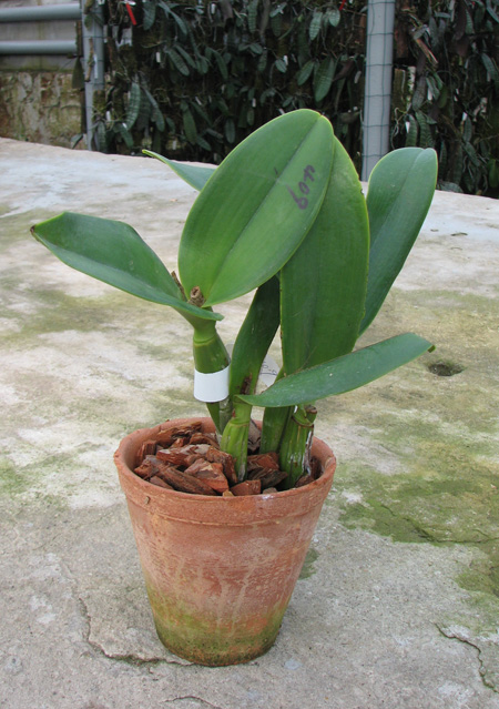 Cattleya Sea Breeze.jpg