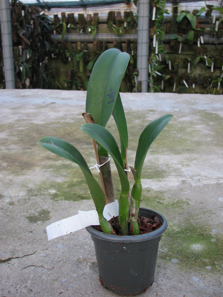 Cattlianthe Doris and Byron 'Christmas Rose'.jpg