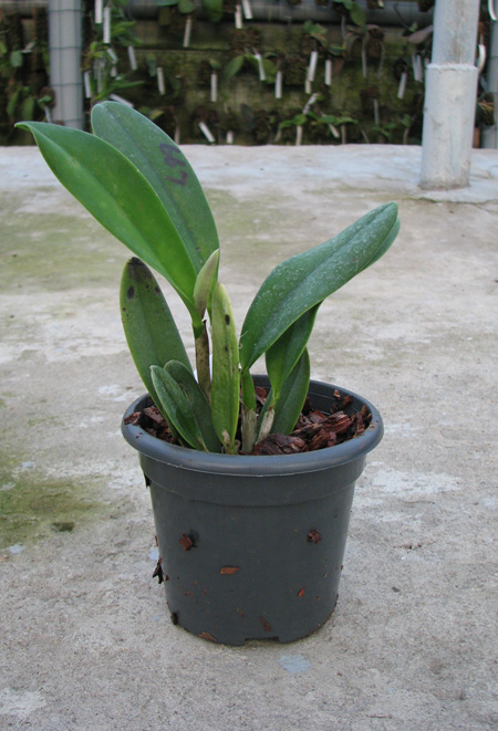 Cattleya Crystelle Smith 'N Randactyle'.jpg
