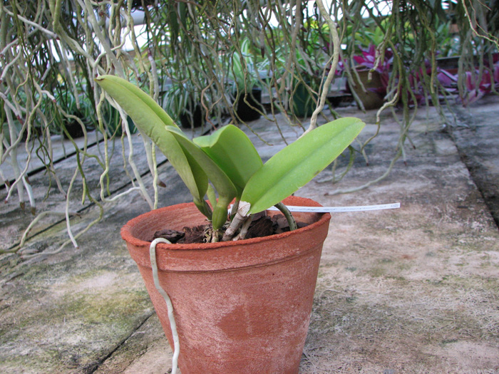 Cattleya maxima semi alba 'AWZ' x SELF.jpg