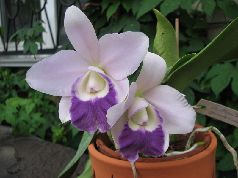Laeliocattleya Mini Purple 'Blue Pacific' (pumila x walkeriana).jpg