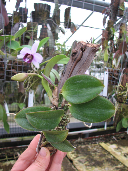 Laelia alaori escura II x Laelia alaori escura I.jpg