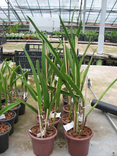 Brassocatanthe Roman Holidays.JPG