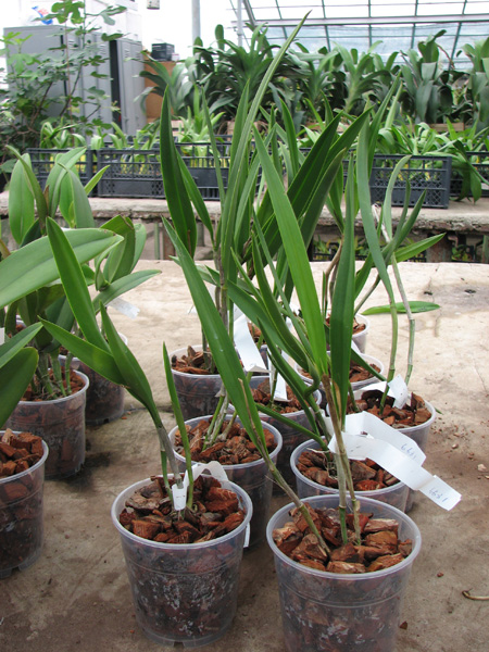 (Brassanthe Maikai x Brassocattleya Star Ruby) 'ORCHIS'.jpg