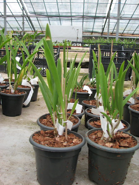 Brassocattleya Nanipuakea.jpg