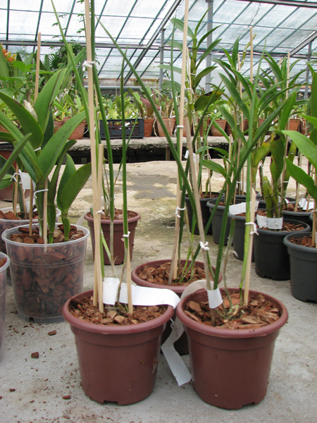 Brassavola cucullata.jpg