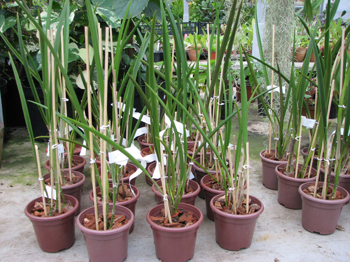 Brassocattleya Amethyst.jpg