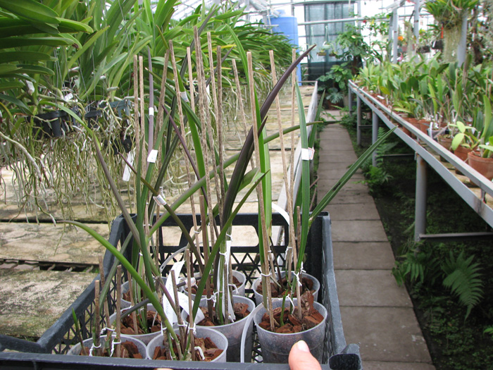 Brassavola David Sander.jpg