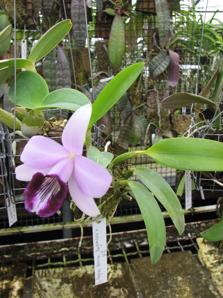 Laelia dayana coerulea 'Chojamaru' x SELF.jpg