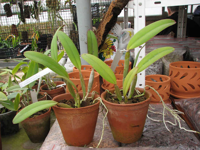 Cattleya lueddemanniana rubra x lueddemanniana escura.jpg
