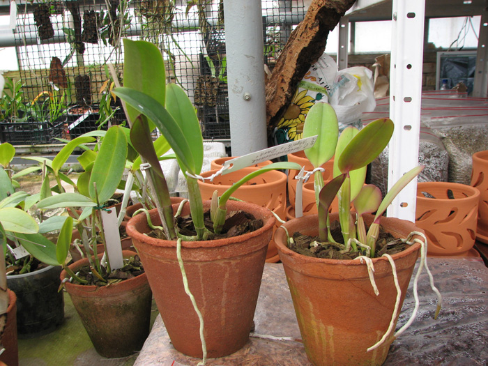 Cattleya lueddemanniana 'Negrita' x Cattleya lueddemanniana 'Dark'.jpg