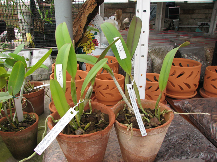Cattleya lueddemanniana rubra 'Dark Giant' x Cattleya lueddemanniana escura 'Fennel IX'.jpg