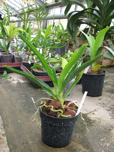 Angraecum Lady Lisa 'Rosemary' x sesquipedale.jpg