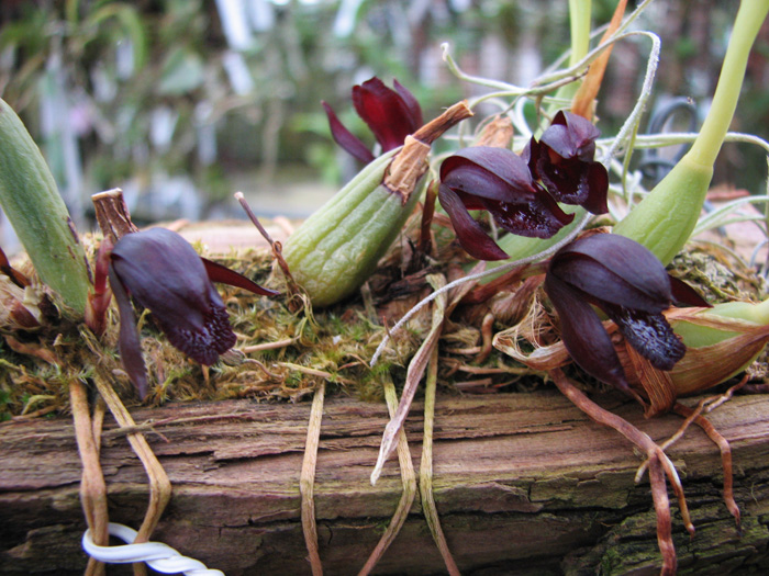 Maxillaria schunkeana.jpg