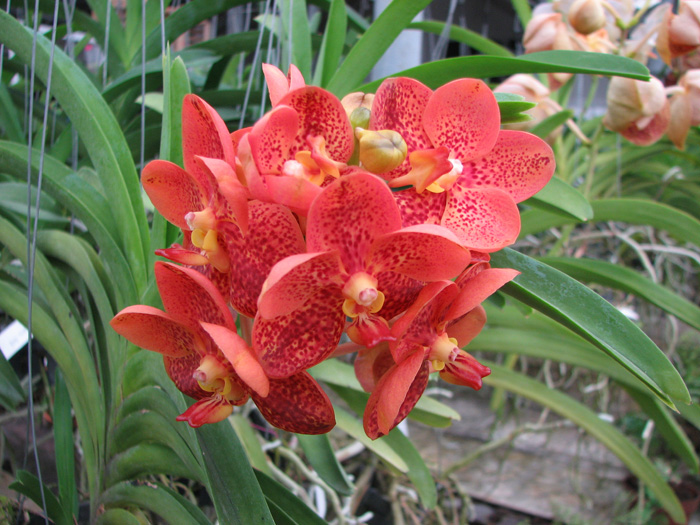 Ascocenda Phairot x Ascocenda Yip-Gua Chia Long.jpg