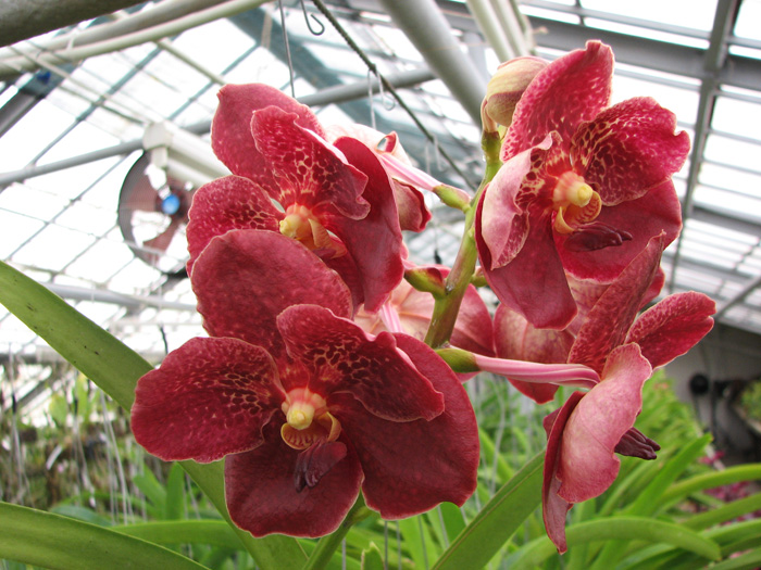 Ascocenda Pak Hai x Vanda Dr Anek.jpg