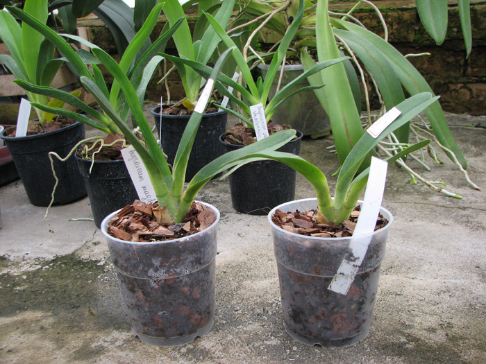 Angraecum magdalenae.jpg