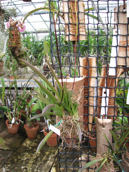 Oncidium Pink Deluxe Maroon Delight.JPG