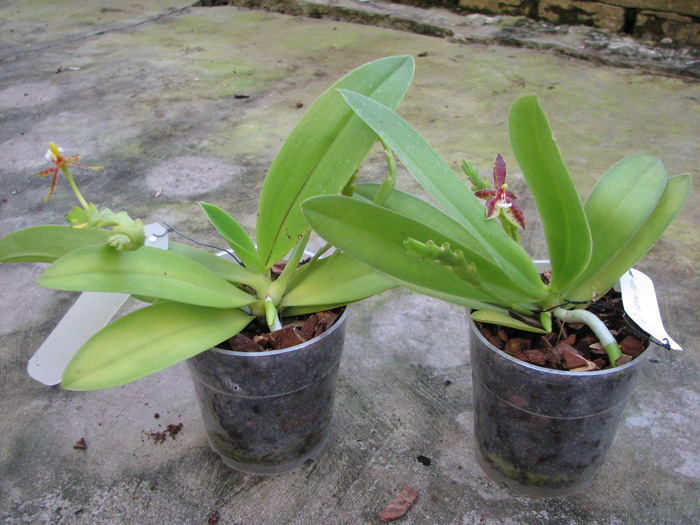 Phalaenopsis cornu-cervi.jpg