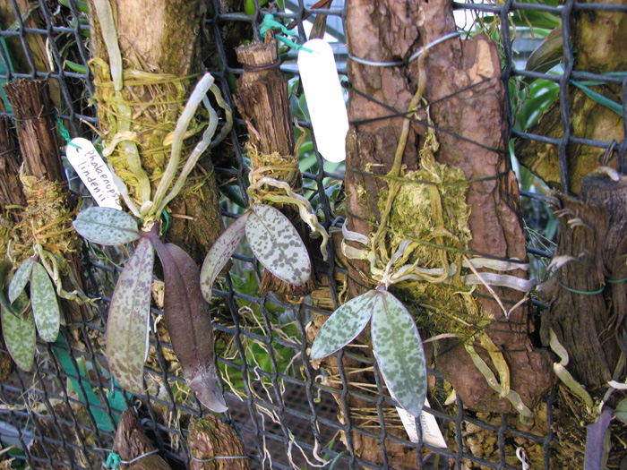 Phalaenopsis lindenii.jpg