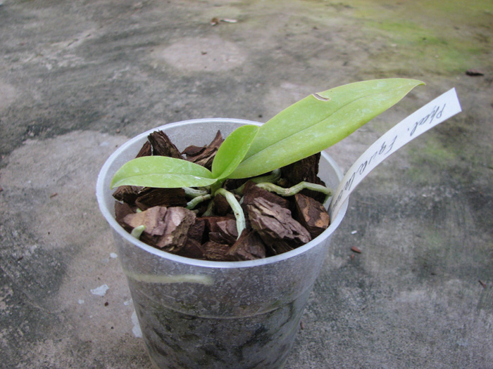 Phalaenopsis Equalacea.jpg