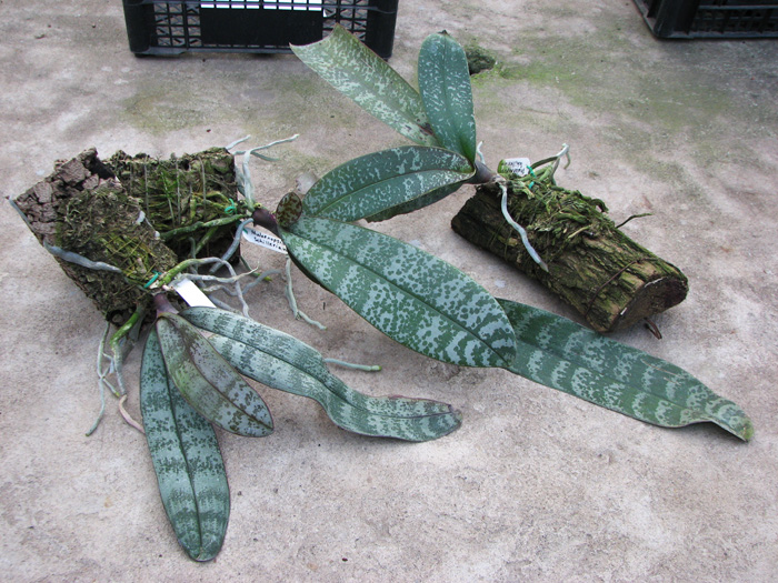 Phalaenopsis schilleriana.jpg