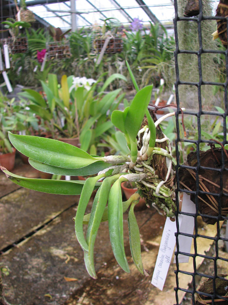 Laelia dayana coerulea 'Chojamaru' x SELF.jpg