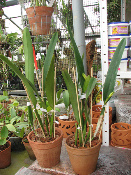 Cattleya White Belle (Cattleya mossiae wagneri x Cattleya White Empress).jpg
