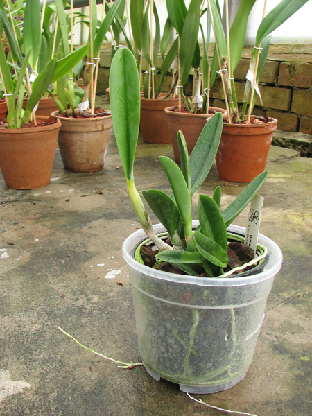 Brassavola digbyana var fimbripetala.jpg