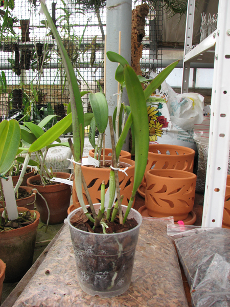 Brassolaelia Morning Glory 'Valentine Kiss'.jpg