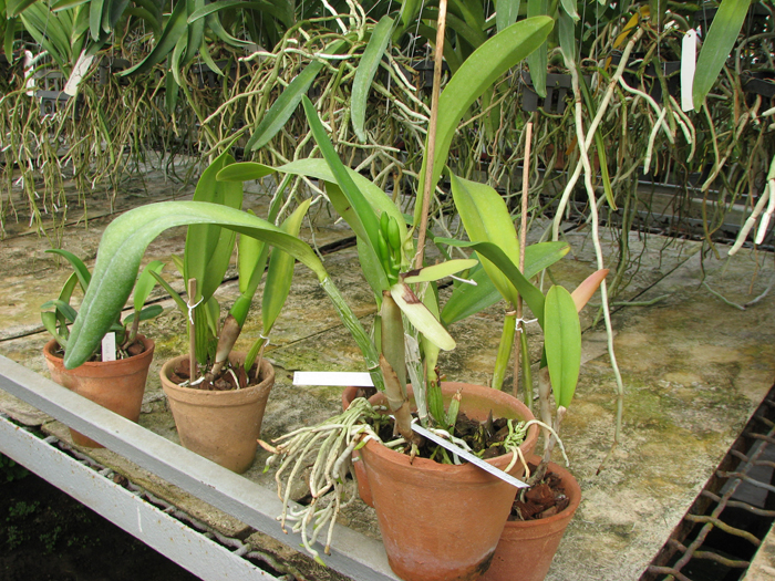 Laeliocattleya Azul Madoka 'Hsinying Blue Star'.jpg