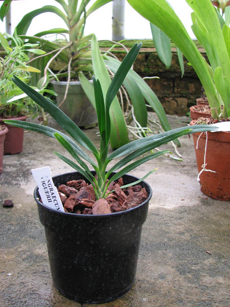 Angraecum viguieri.jpg