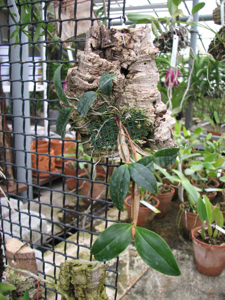 Dendrobium tetragonum gigantea.jpg