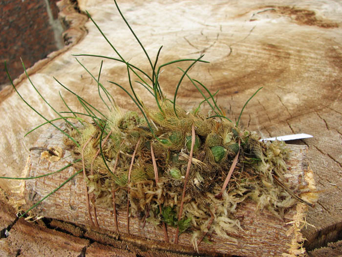 Isabelia virginalis.jpg