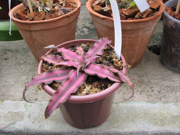 Cryptanthus bivittatus var minor.jpg