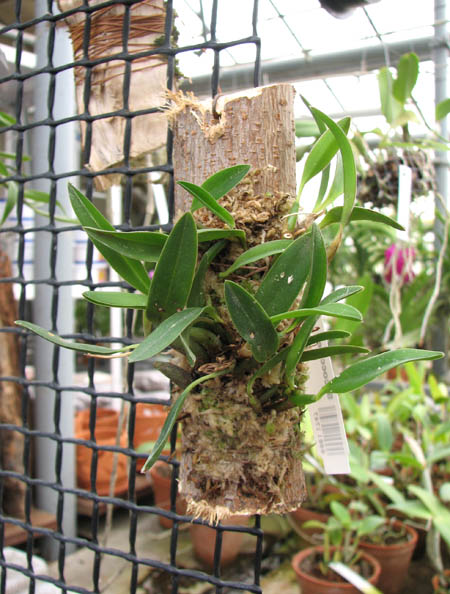 Без бутонов